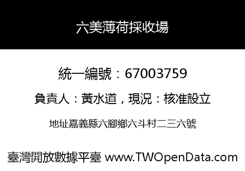 六美薄荷採收場